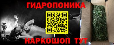 шишки Кингисепп